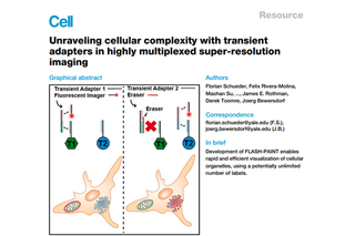 screenshot of heading, graphical abstract, brief summary, and author list of a paper in Cell journal 